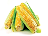 Урожай кукурузы достигнет нового рекордного уровня